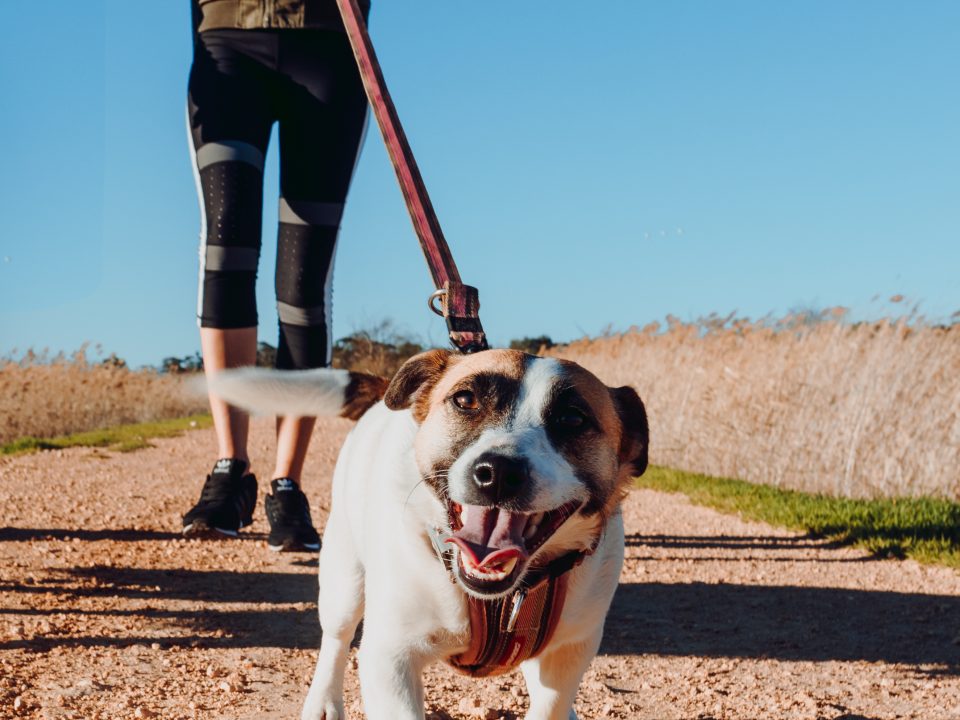 dog-walking