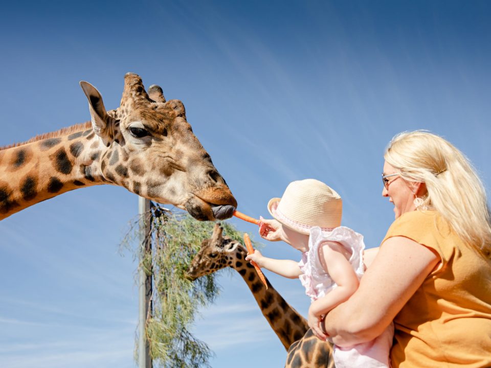 feeding-giraffe