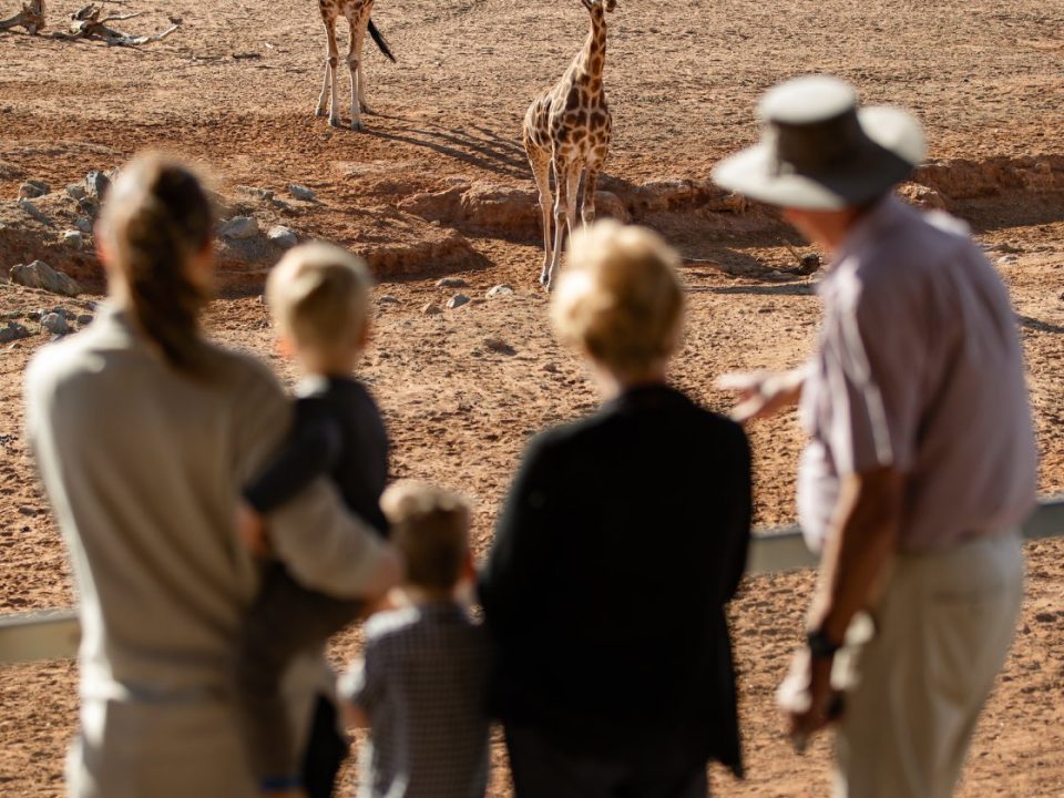 giraffe-monarto-zoo